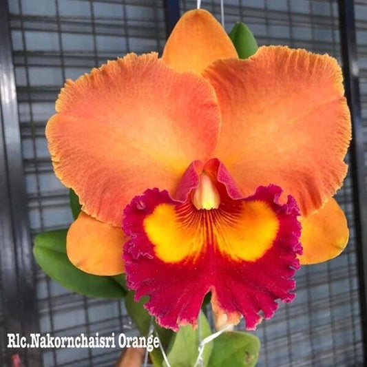 Rhyncholaeliocattleya orchid RLC. NAKORNCHAISRI ORANGE