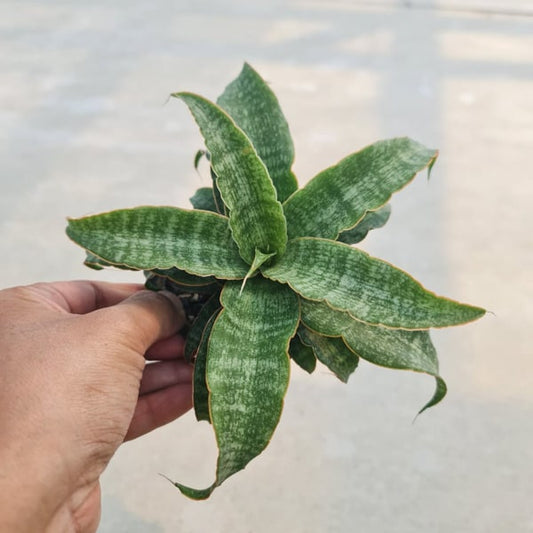 Sansevieria NALIKA