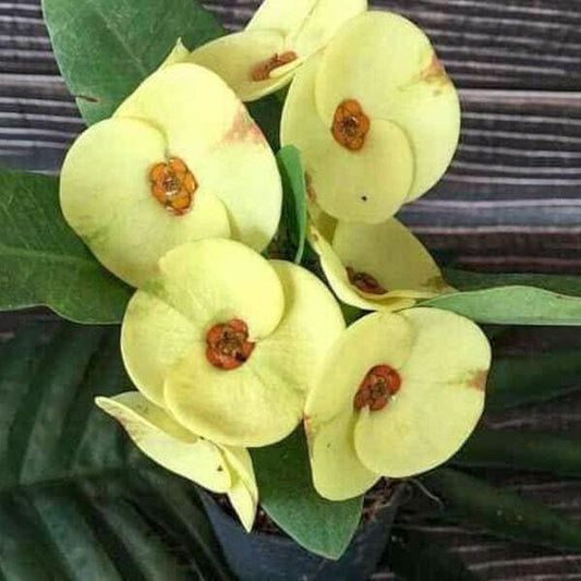 Euphorbia Milii NAM CHOK