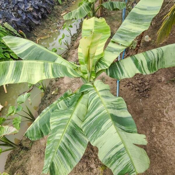 Banana variegated NAM WAH KHOM