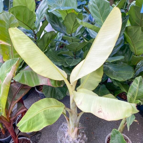 Banana variegated NAM WAH KHOM MINT