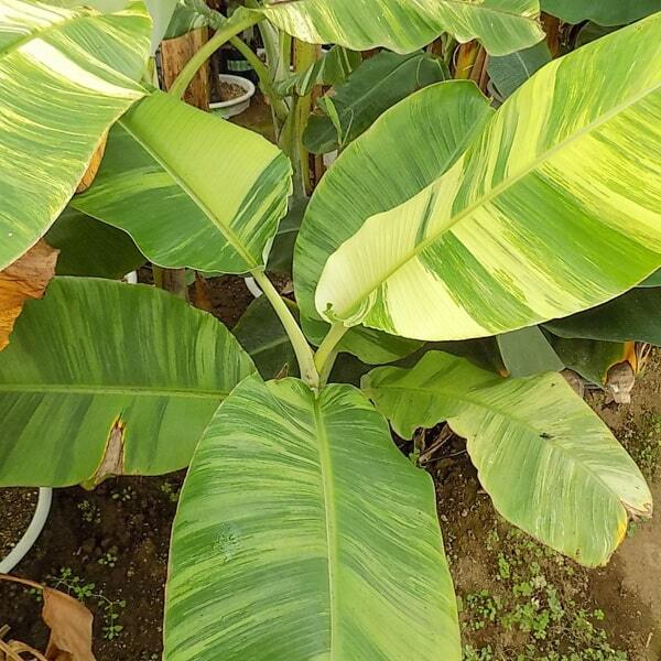 Banana variegated NAM WAH MALEE ONG
