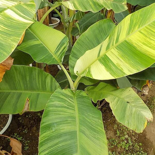 Banana variegated NAM WAH MALEE ONG
