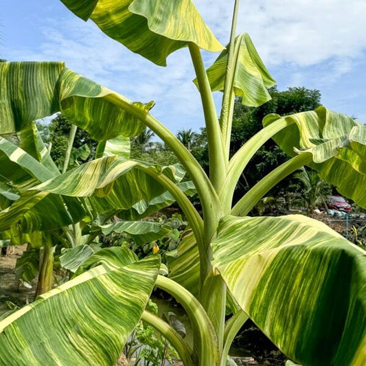 Banana variegated NAM WAH ICE CREAM