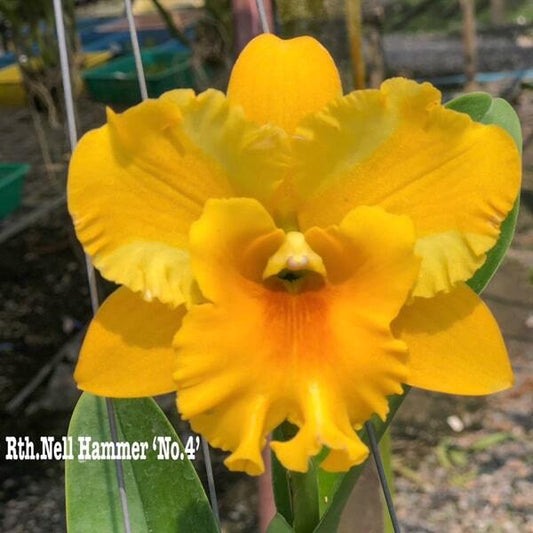 Rhyncattleanthe orchid RTH. NELL HAMMER N4