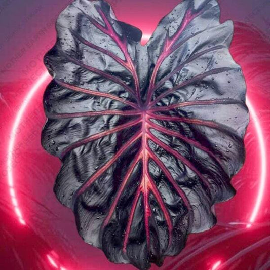 Colocasia NEON