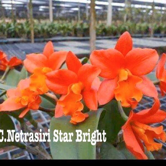 Cattleya orchid C. NETRASIRI STAR BRIGHT