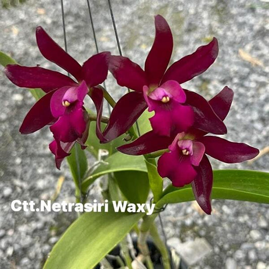 Cattlianthe orchid CTT. NETRASIRI WAXY