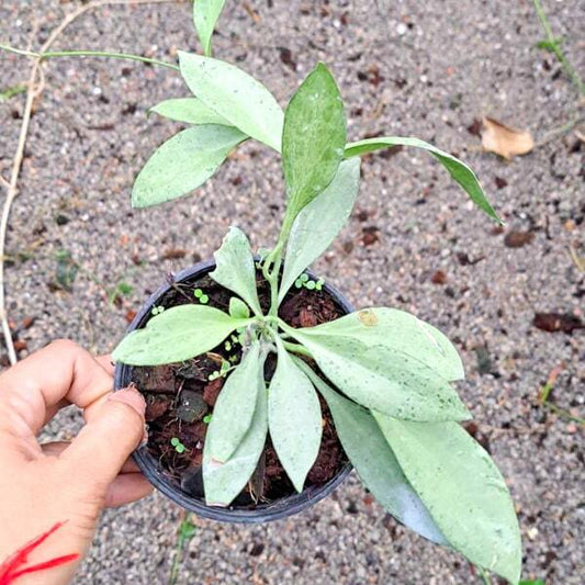 Hoya NEW GUINEA GHOST