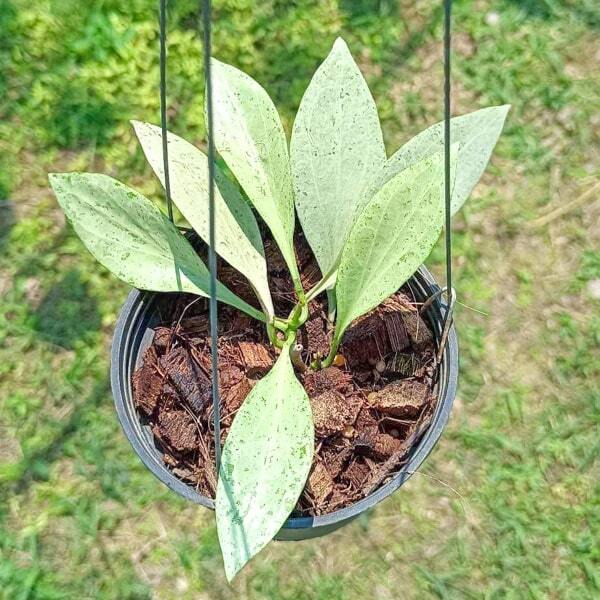Hoya NEW GUINEA GHOST