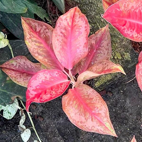 Aglaonema FLAMINGO