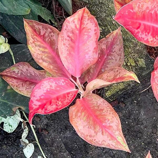 Aglaonema FLAMINGO