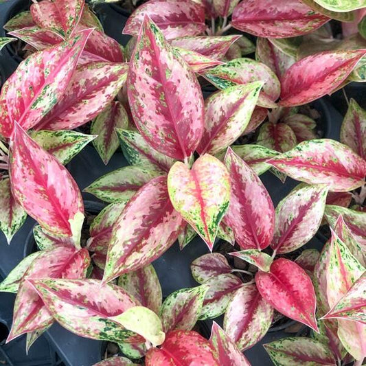 Aglaonema NEW KARAT