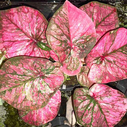 Caladium NGA MUEANG NON