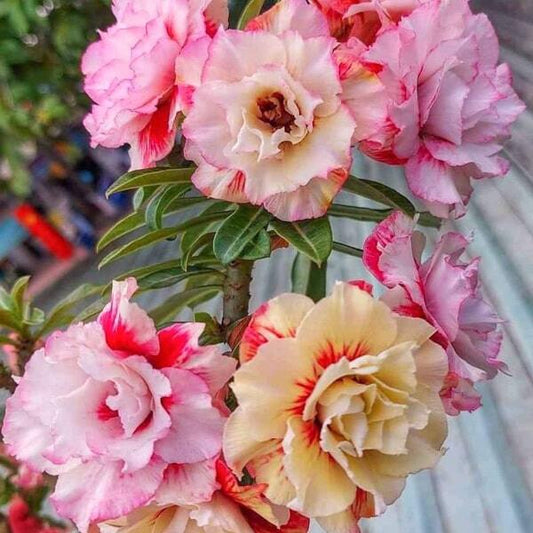 Adenium obesum NGAN HA 11