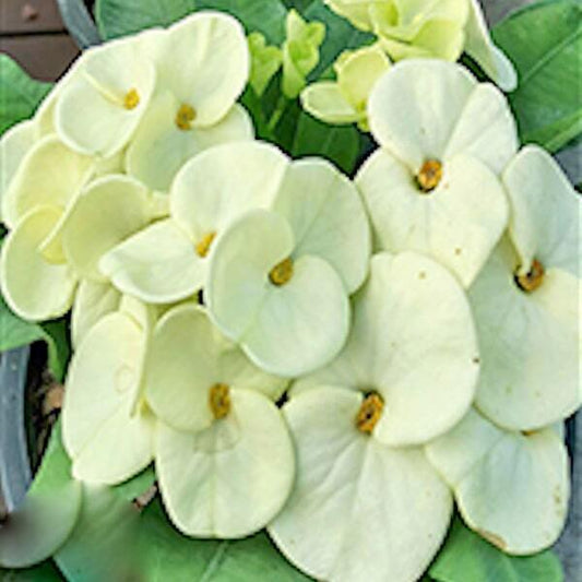 Euphorbia Milii NGERN SAPAD