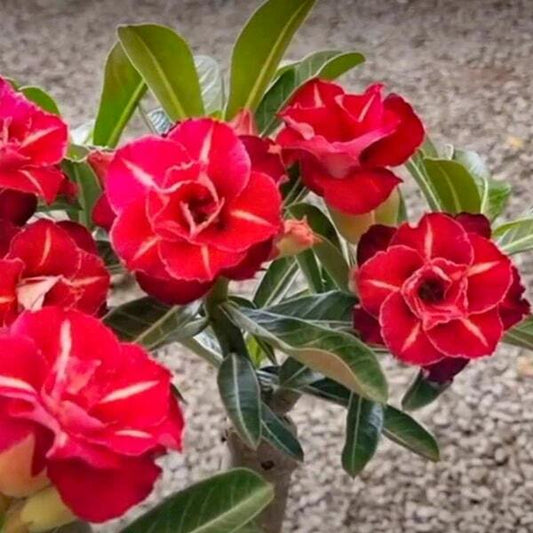 Adenium obesum NGOC BAO KHANG