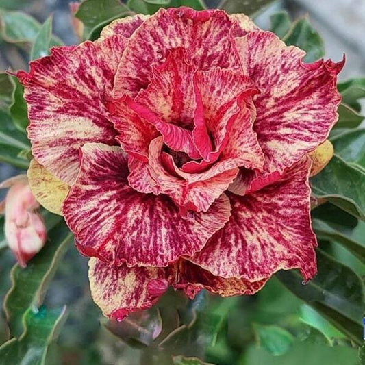 Adenium obesum NGOC MINH CHAU