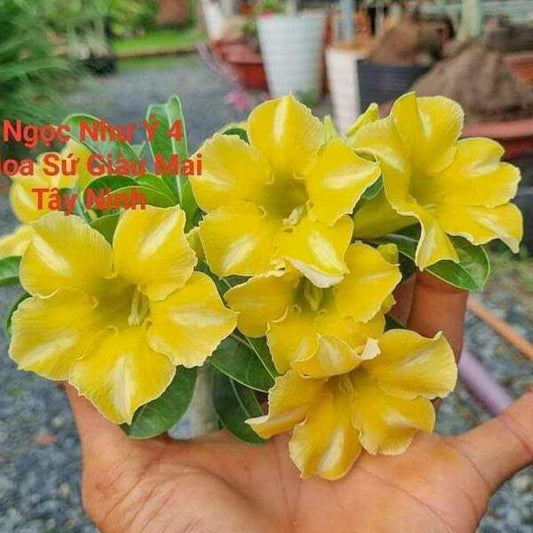 Adenium obesum NGOC NHU Y4