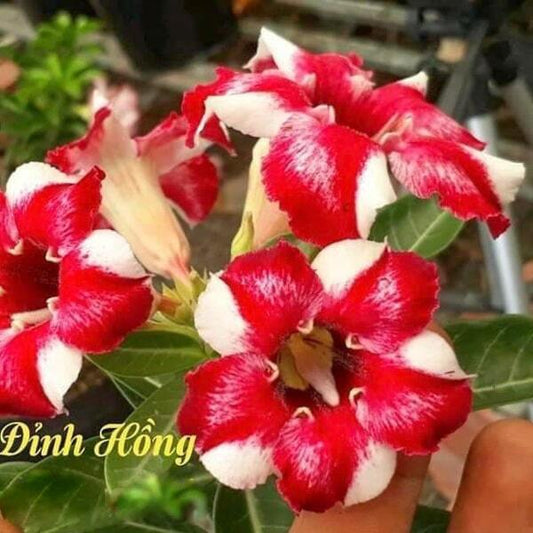 Adenium obesum NGOC DINH HONG