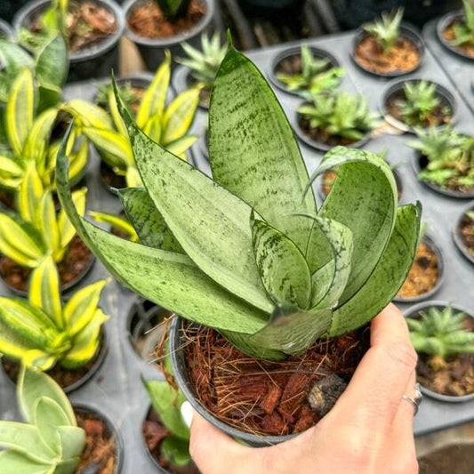 Sansevieria NIGHT OWL