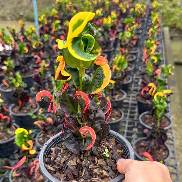 Croton NIN MANGKORN