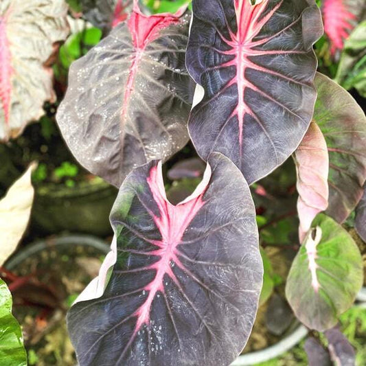 Colocasia NIRMALA