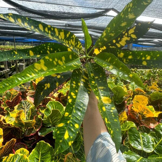 Croton NOK KAWAO