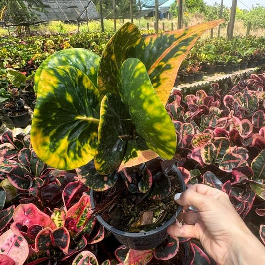 Croton NOK PHORADOK
