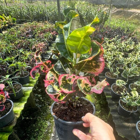 Croton NOK TANTIMA