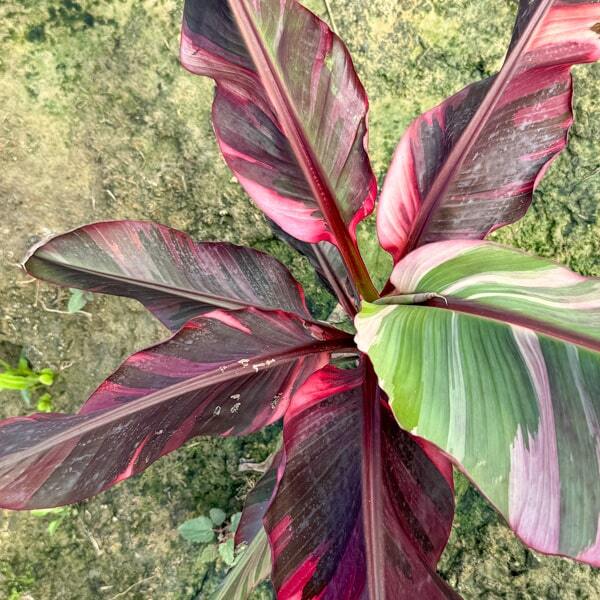 Banana variegated NONO