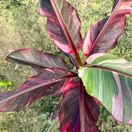 Banana variegated NONO