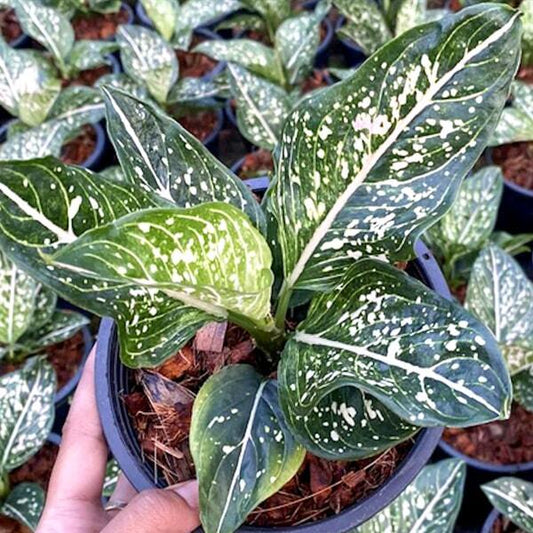 Aglaonema SITI NURHALIZA