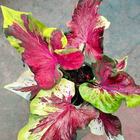 Caladium NOPPHA GAO - NINE GEMS