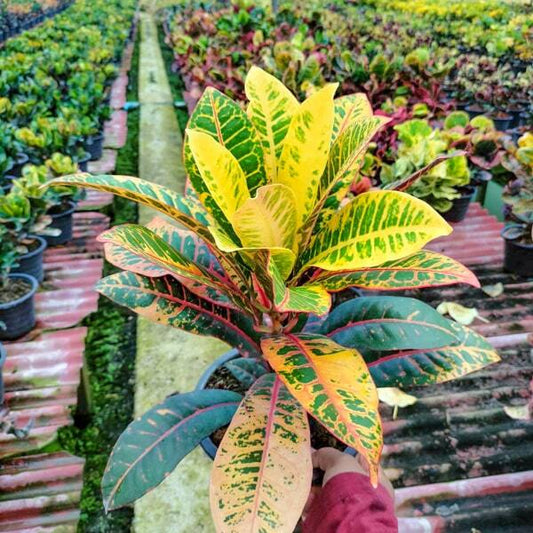 Croton NORMA