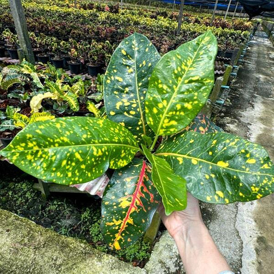 Croton NORTON