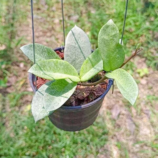 Hoya NOVA GHOST