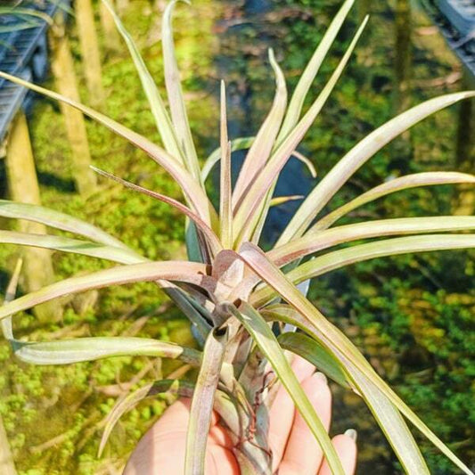 Tillandsia novakii