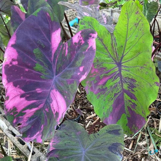 Colocasia NUB DOW