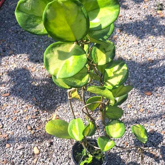 Hoya OBOVATA VAR INSIDE