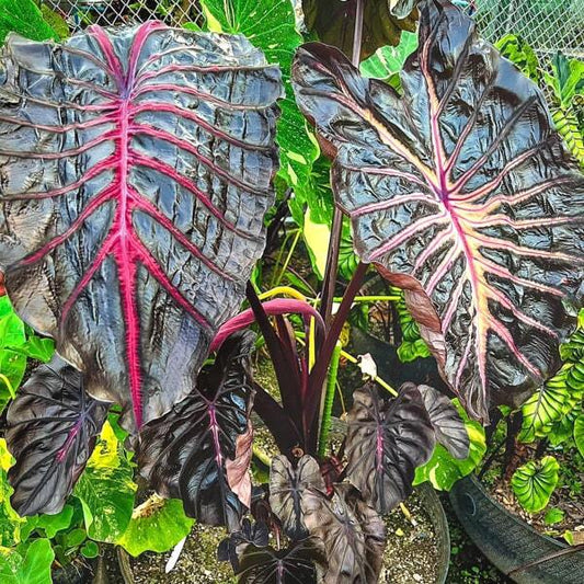 Colocasia ODIN