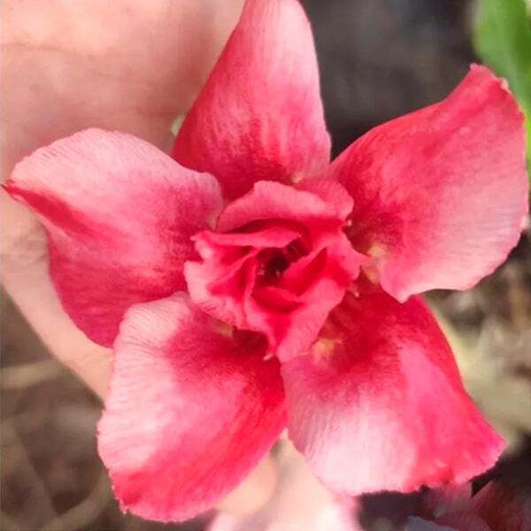 Adenium obesum OLD ROSE