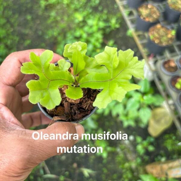 Fern OLEANDRA MUSIFOLIA MUT