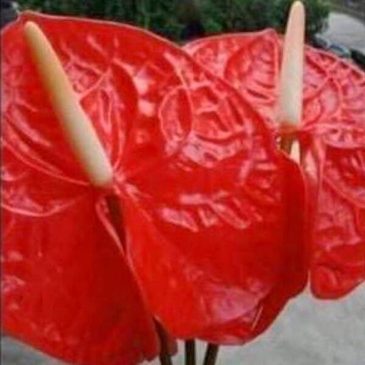 Anthurium andraeanum ORANGE BUNCHA