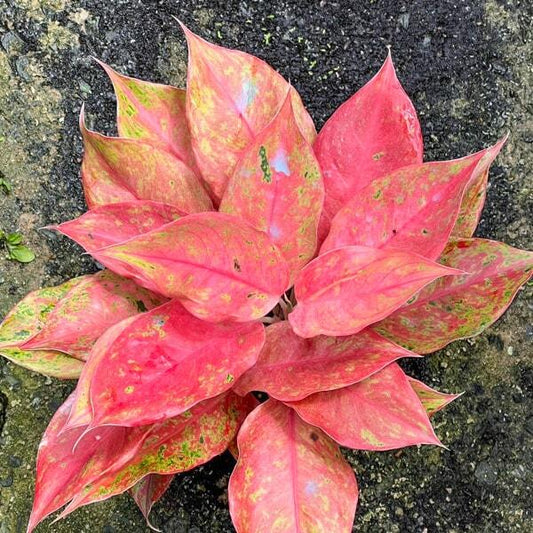 Aglaonema ORANGE DIAMOND MUT