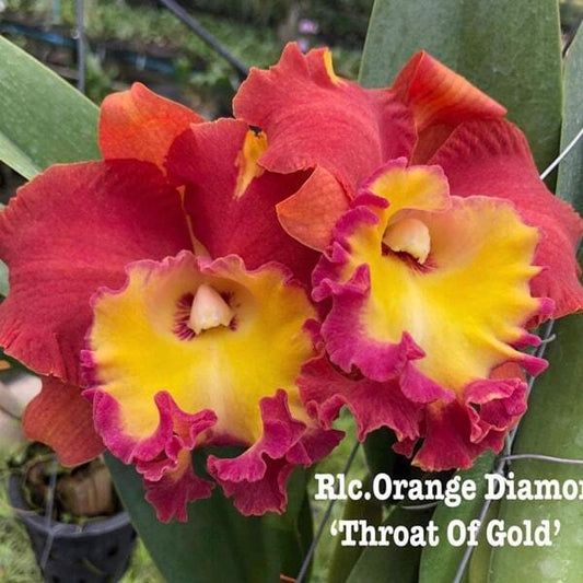 Rhyncholaeliocattleya orchid RLC. ORANGE DIAMOND THROAT OF GOLD