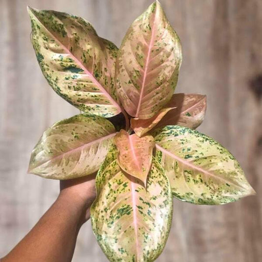 Aglaonema ORANGE GOLDSTAR