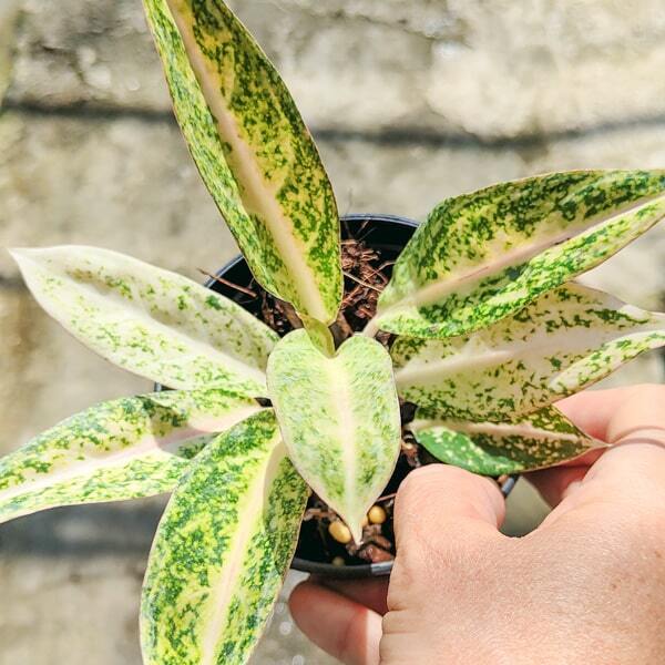 Aglaonema ORANGE LEGACY