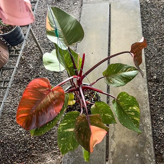 Philodendron ORANGE PRINCESS