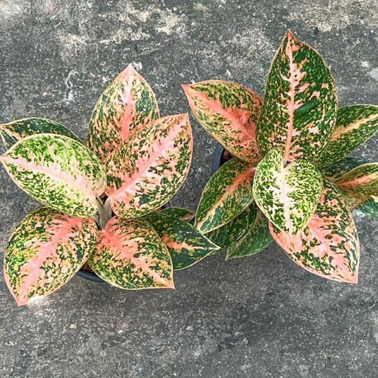 Aglaonema ORANGE STARDUST